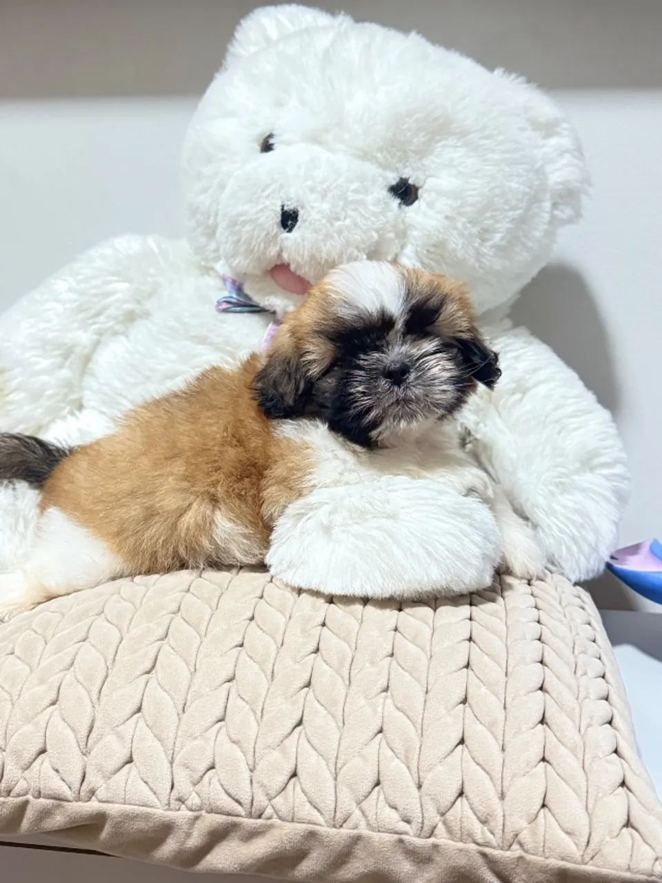 Shih Tzu filhote - pequeno é muito docil - Foto 2