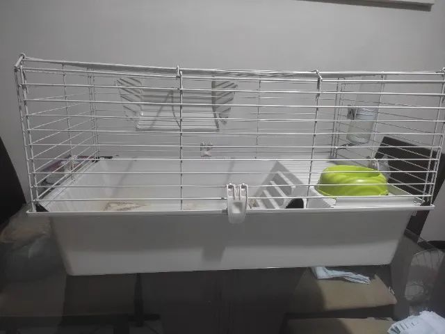 Gaiola Porquinho da Índia