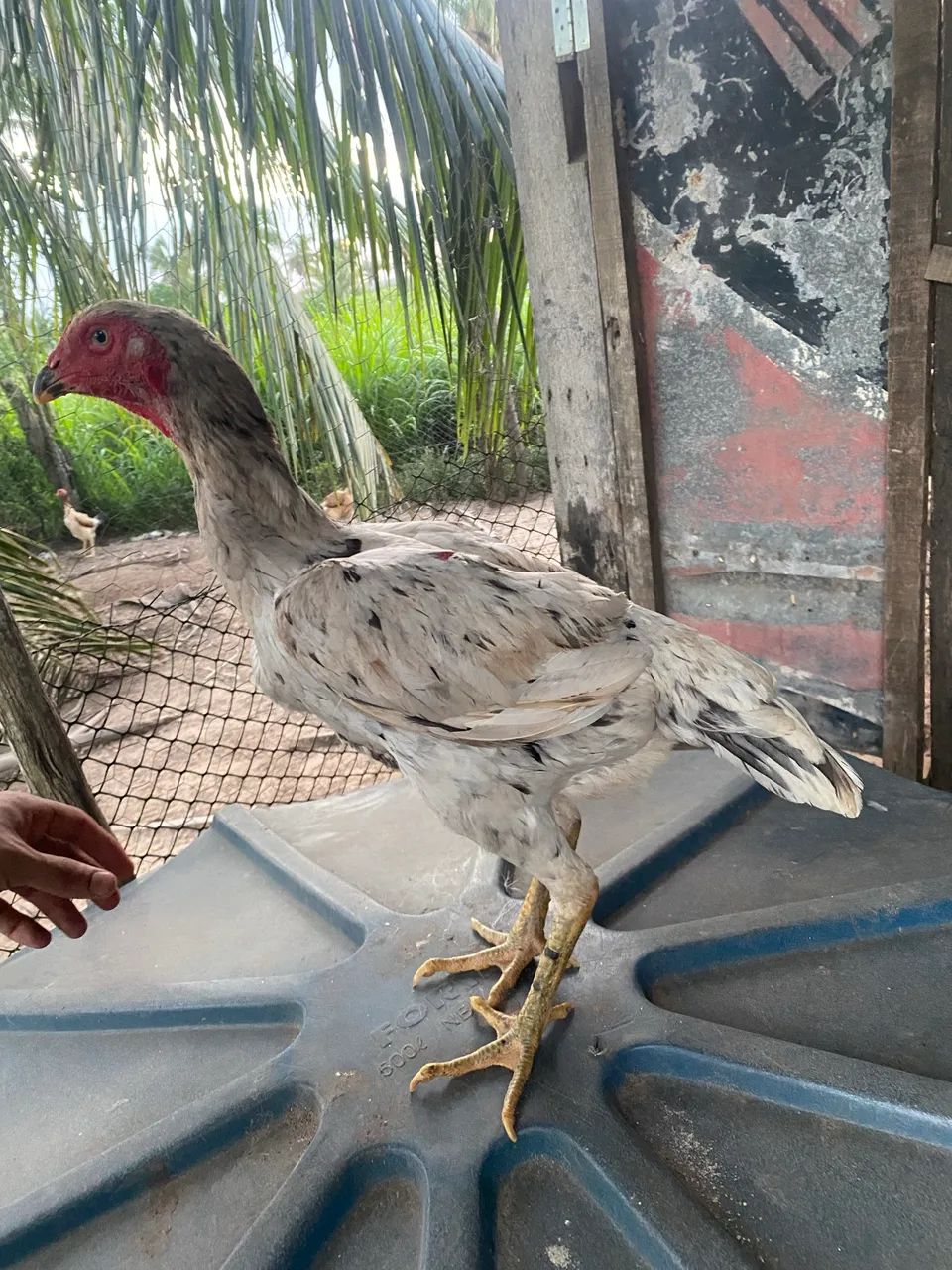 Pintinhos Índio Mura Brasileiro  - Foto 3