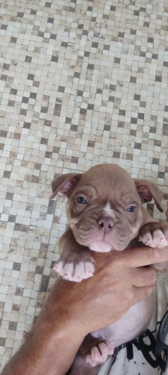 American bully filhotes pedigree - Foto 4