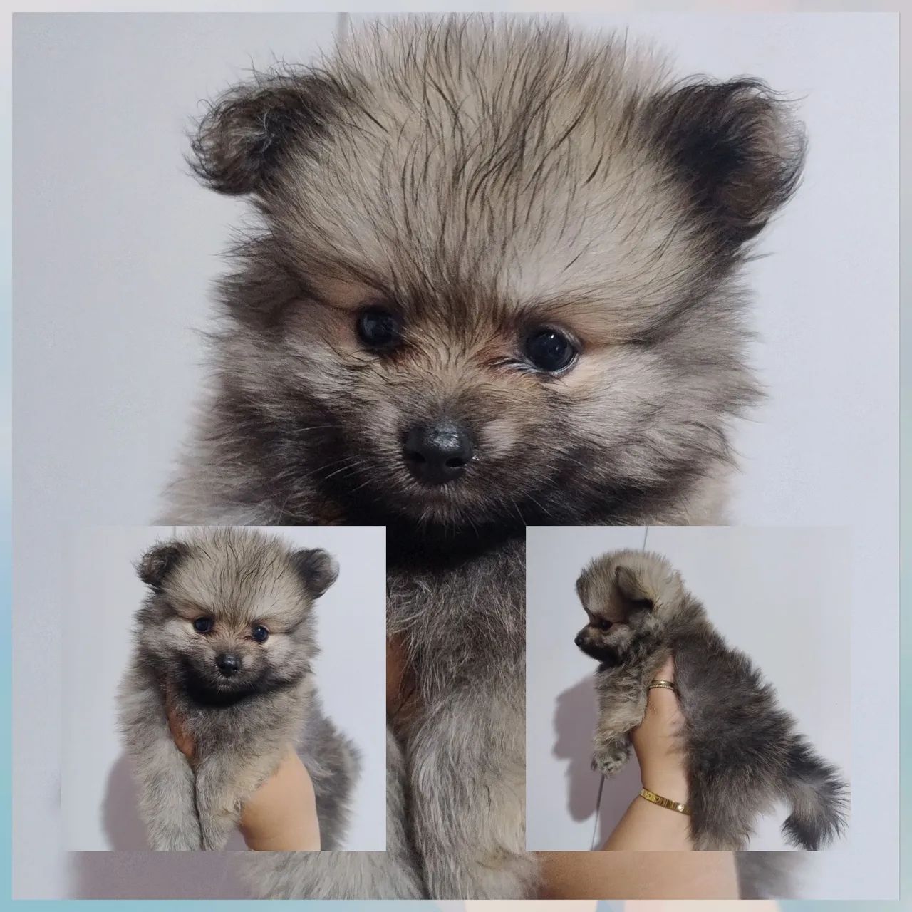 Spitz alemão Anão  - Foto 4
