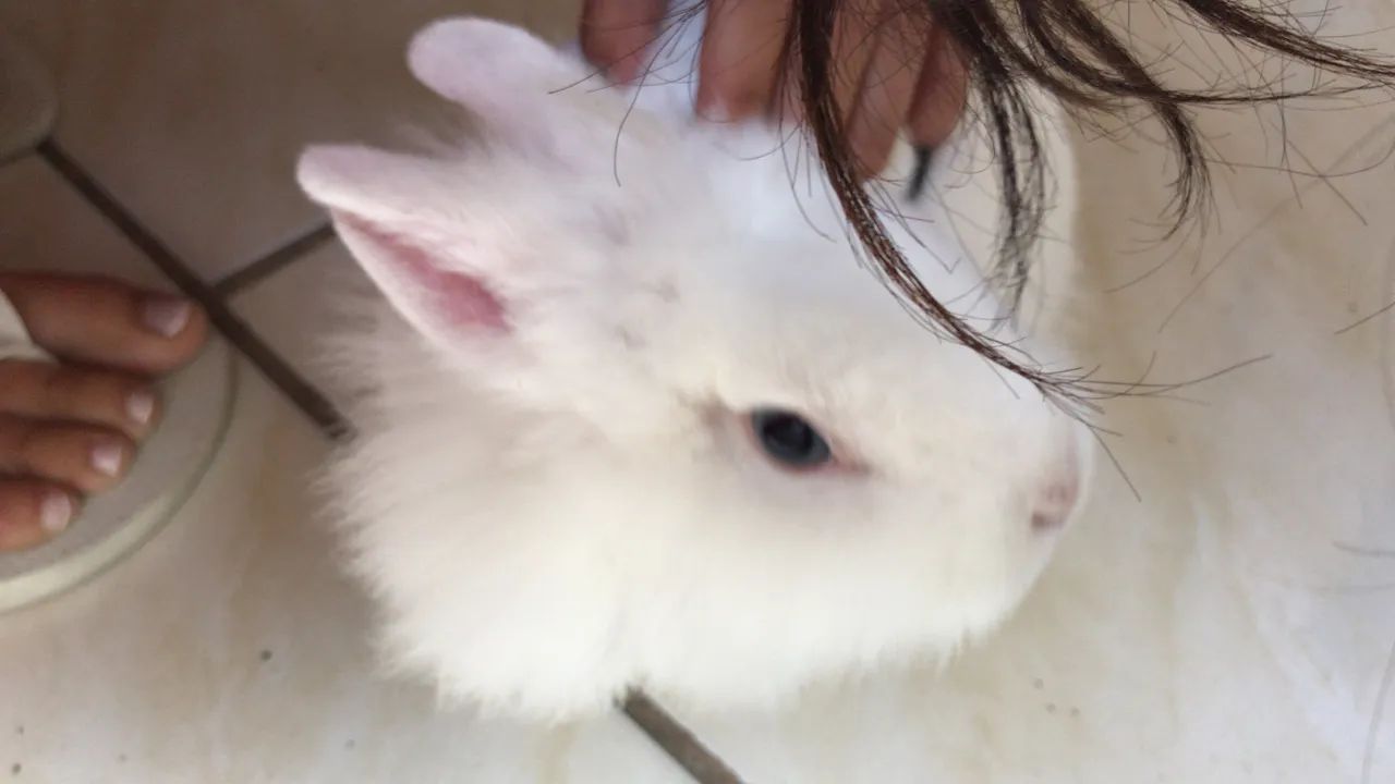Pet - Foto 3