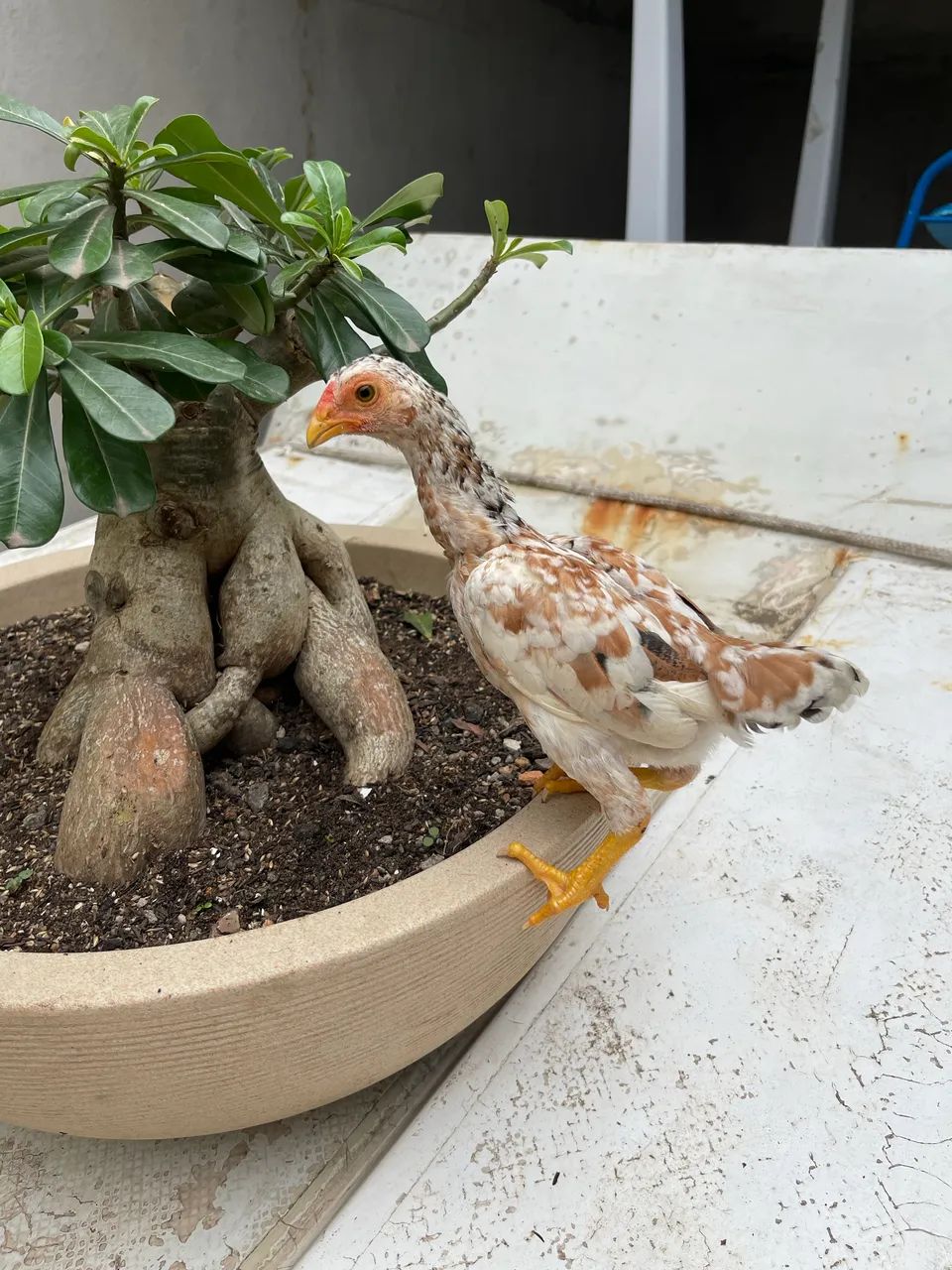 Mini galo - Foto 4