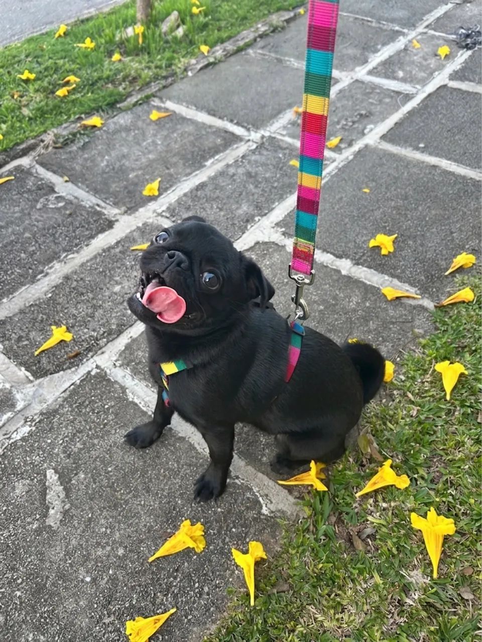 Pug macho