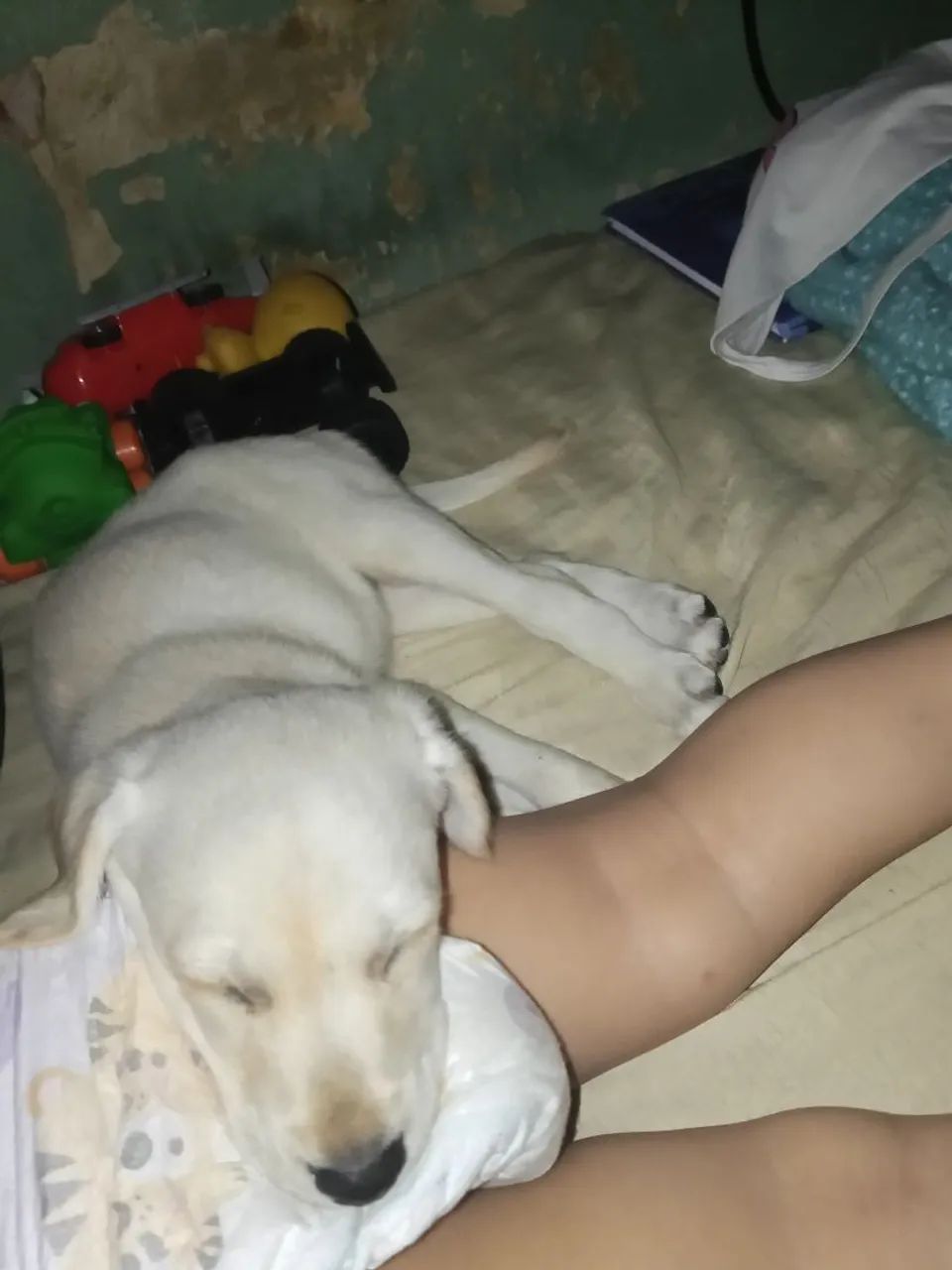 Labrador  - Foto 4
