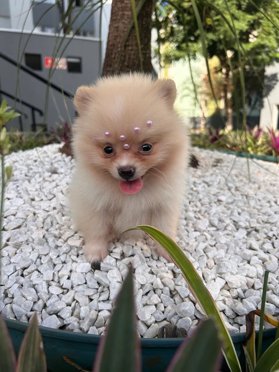 Filhotes Spitz Alemão anão com vacina importada e vermifugo  - Foto 3