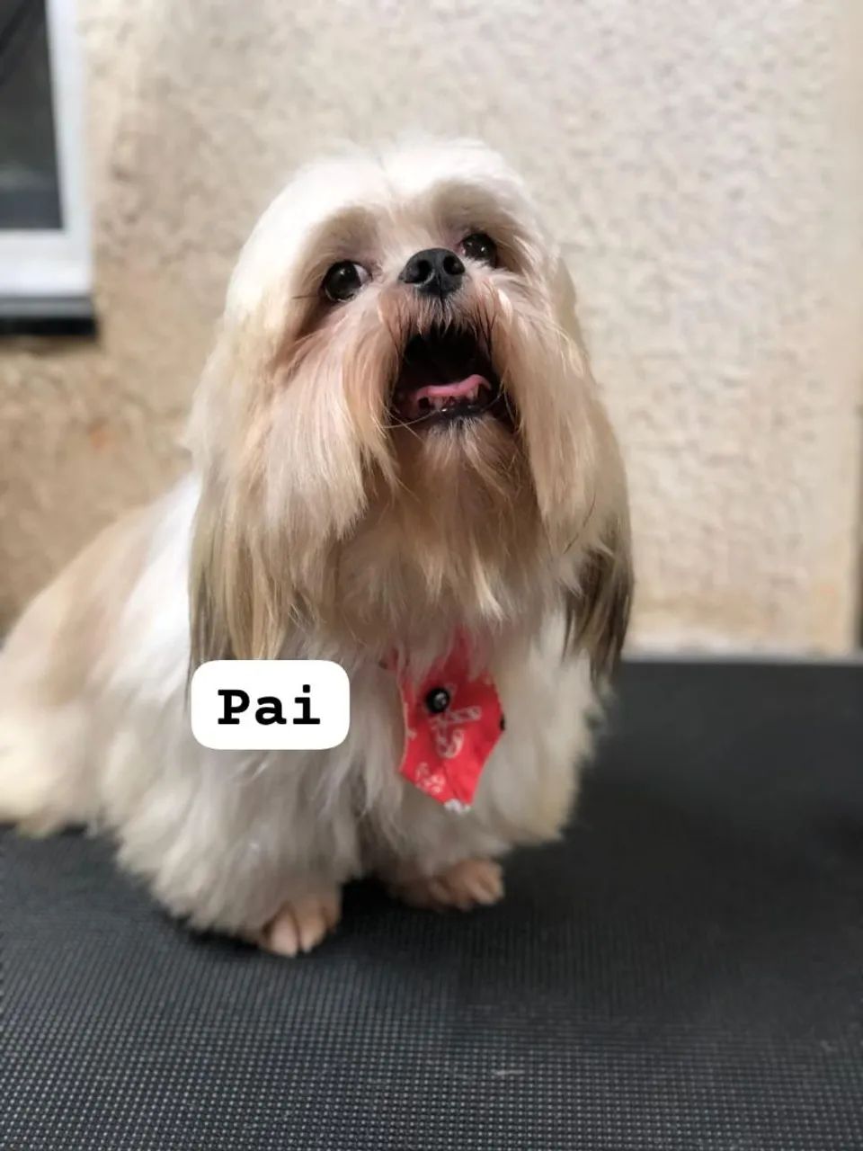 Shitzu para reserva