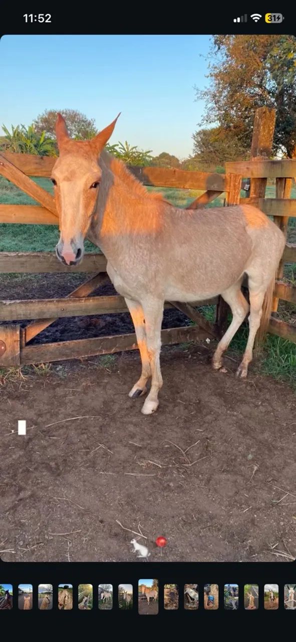 Burro  - Foto 2
