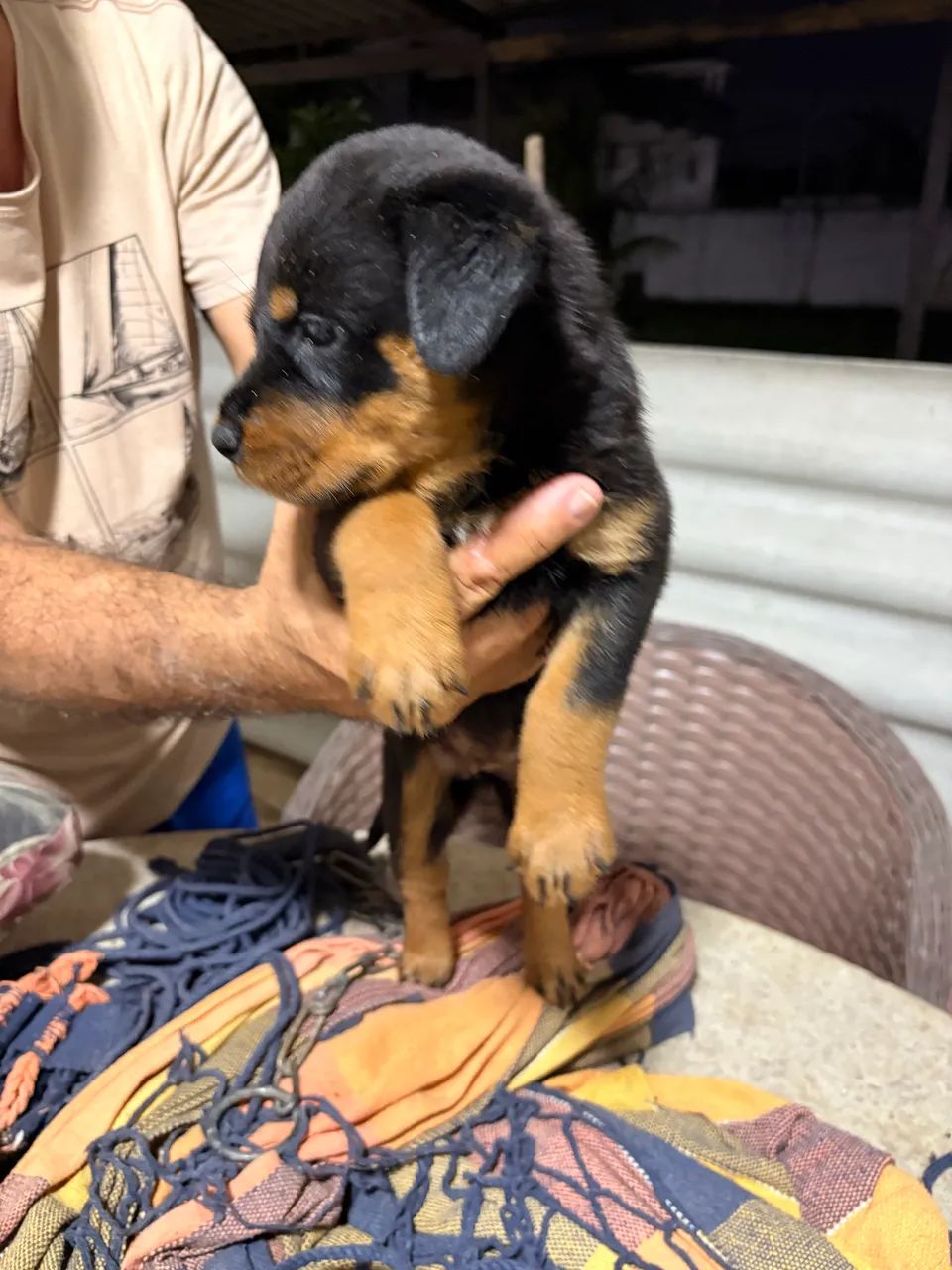 Rottweiler  - Foto 5