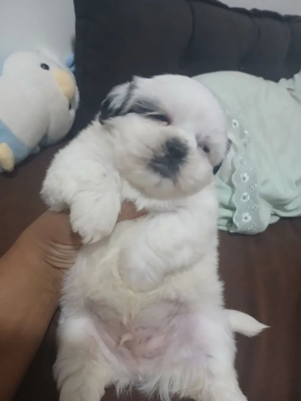 Shitzu mini machinho  - Foto 2