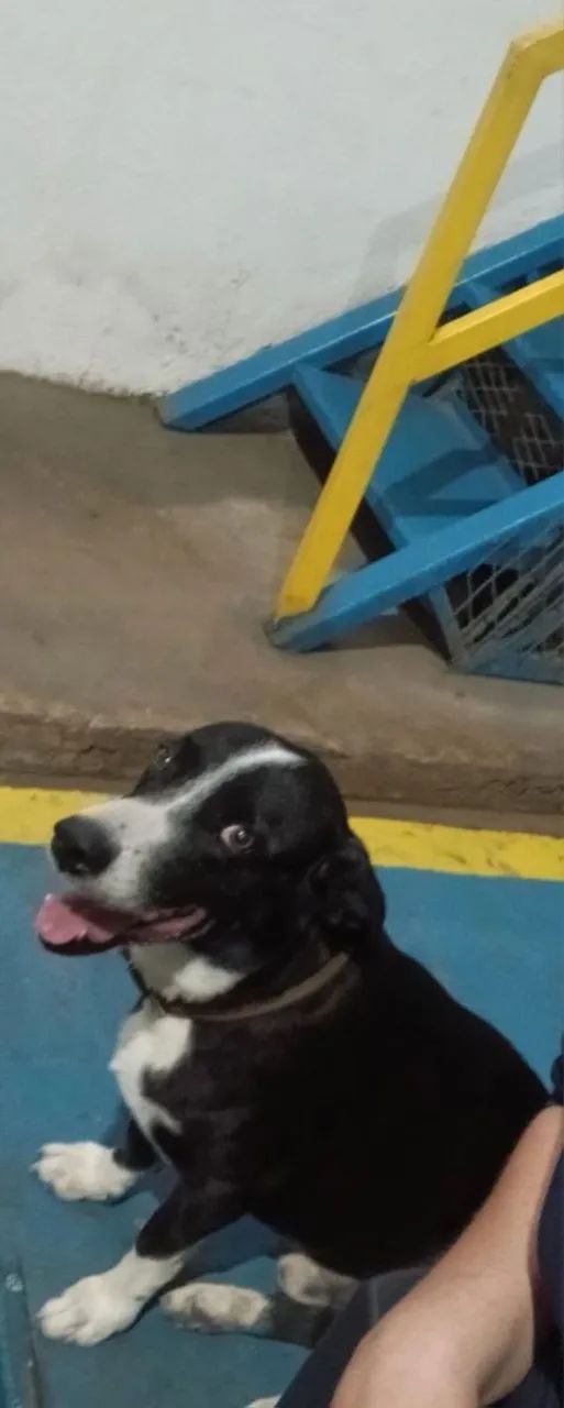 Adoção de um cachorro  - Foto 2