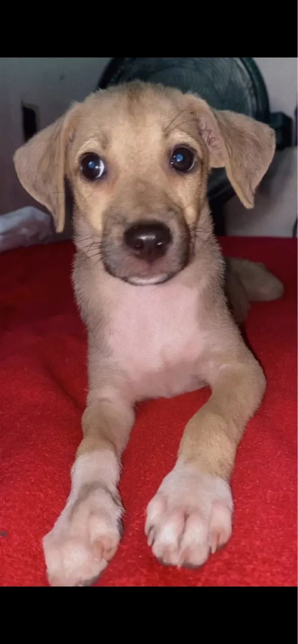 ADOÇÃOOOO - Foto 2