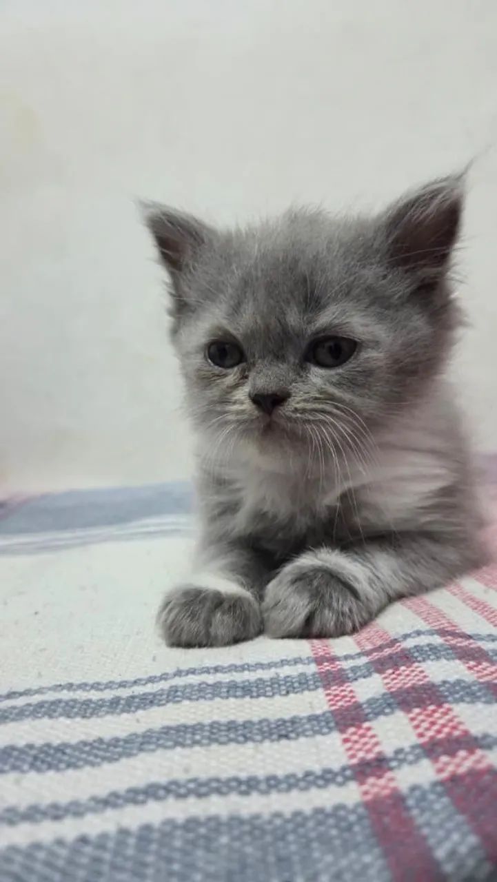 Gatos persa - Foto 2