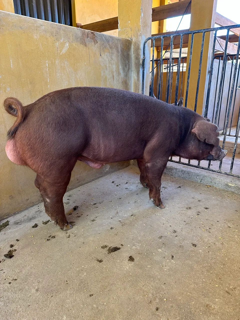 Reprodutor Duroc PO - Foto 3
