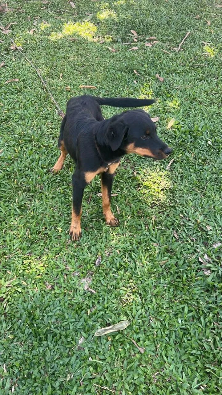 Rottweiler alemão com 7 meses  - Foto 5