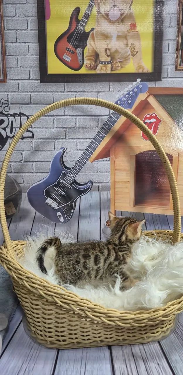 Bengal rosetados - Foto 4