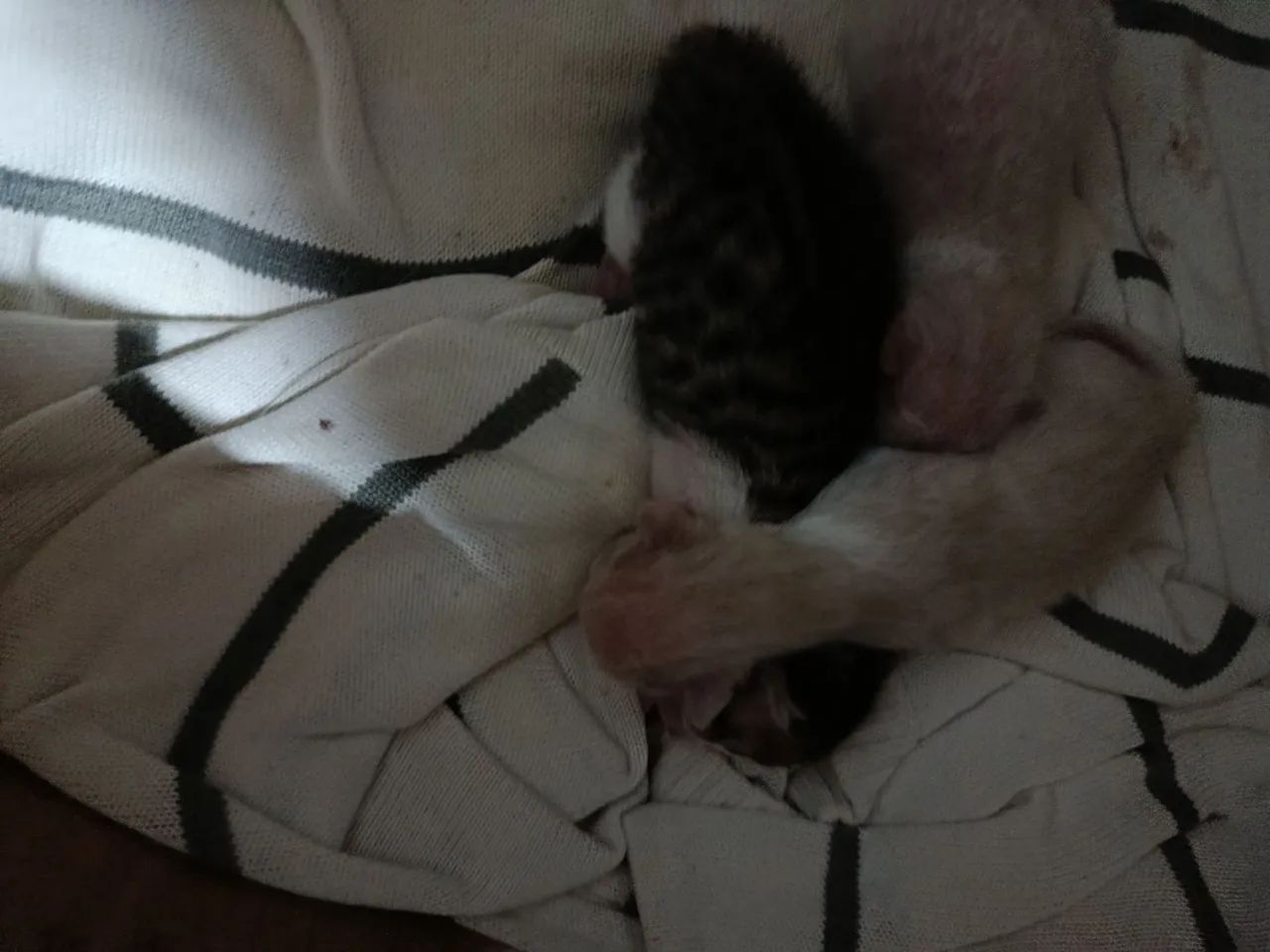 Animais  - Foto 3
