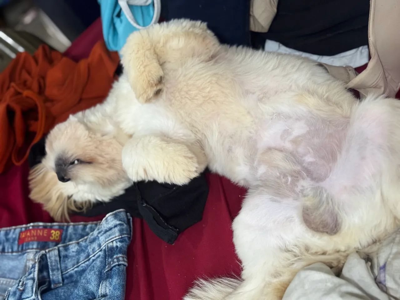 Doação de cachorro  - Foto 3
