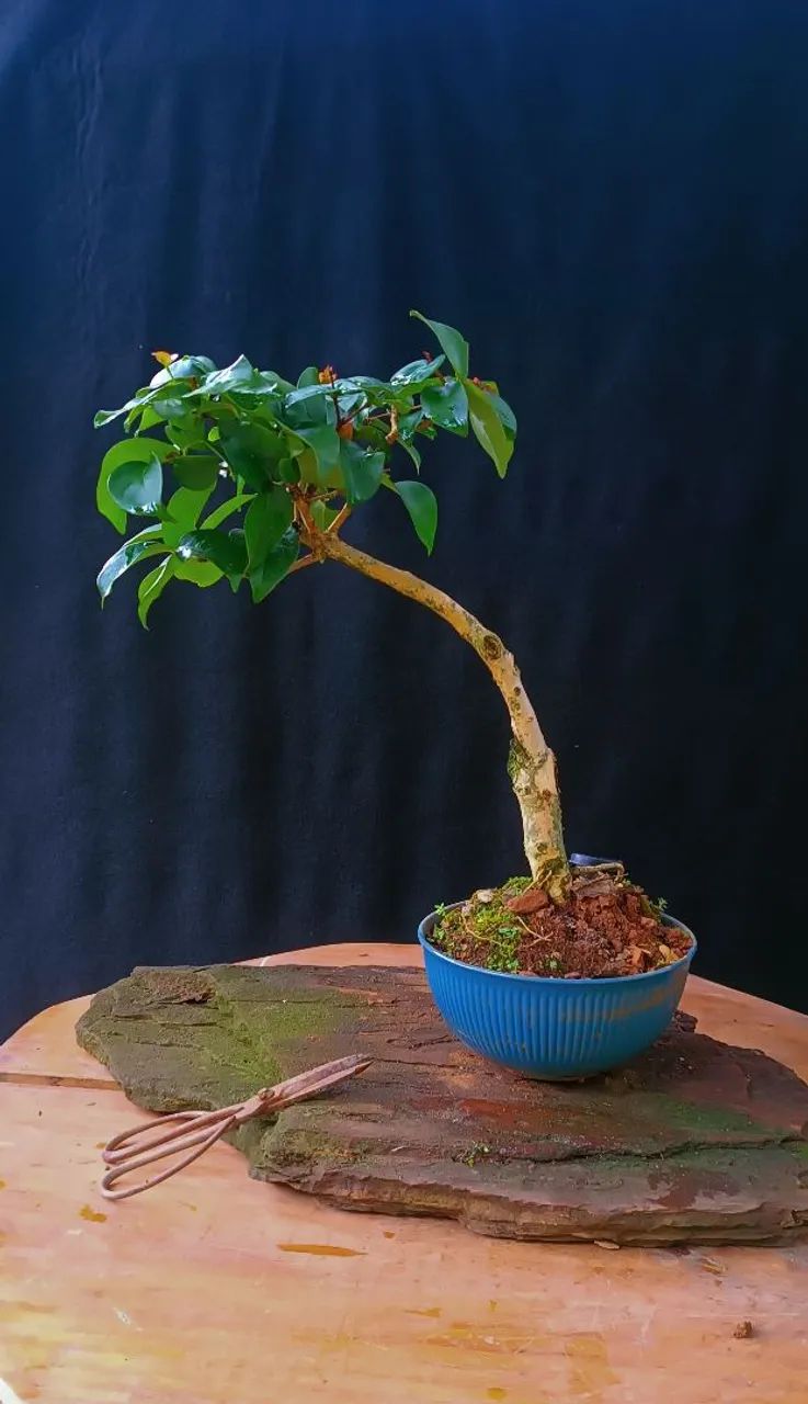Bonsai de Pitanga!