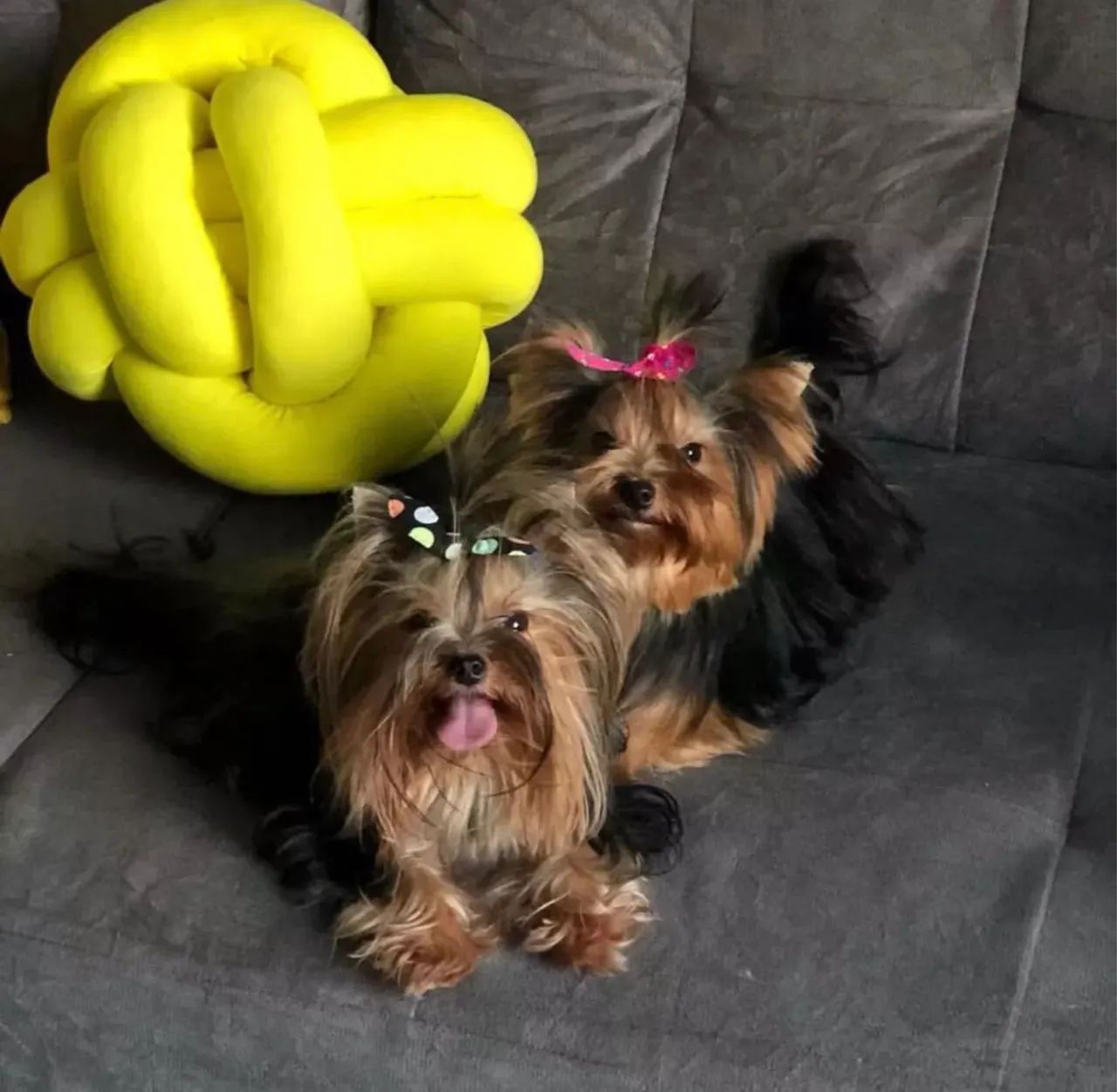 Yorkshire ?Alto Padrão Genético? - Foto 3