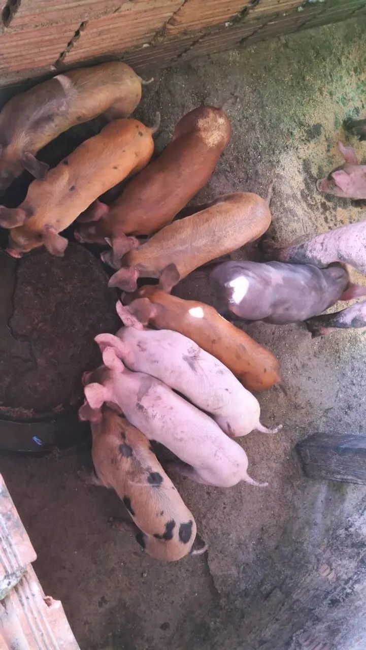 Leitoes duroc/ largewit  - Foto 3