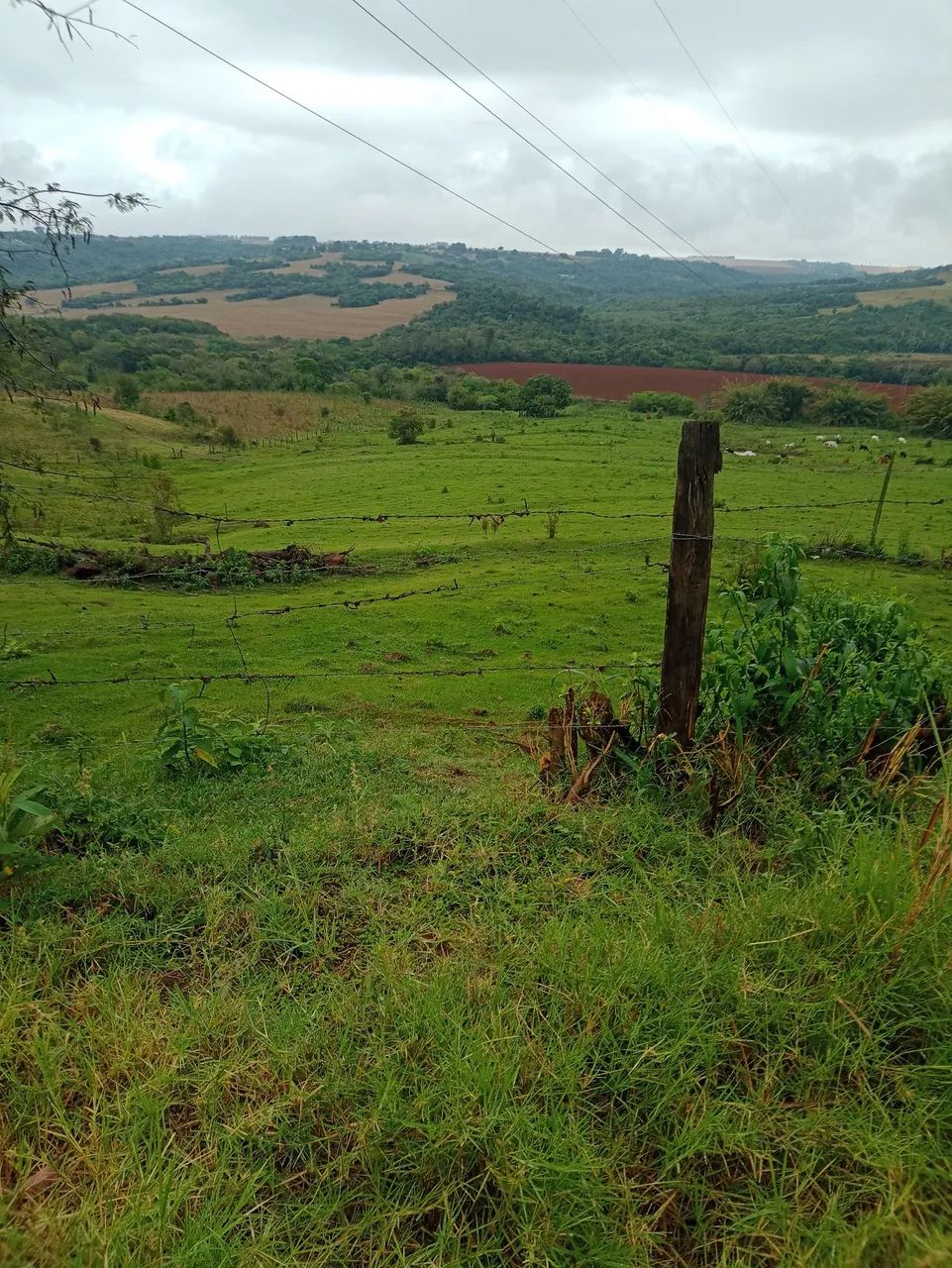 Pasto para cavalo  - Foto 4