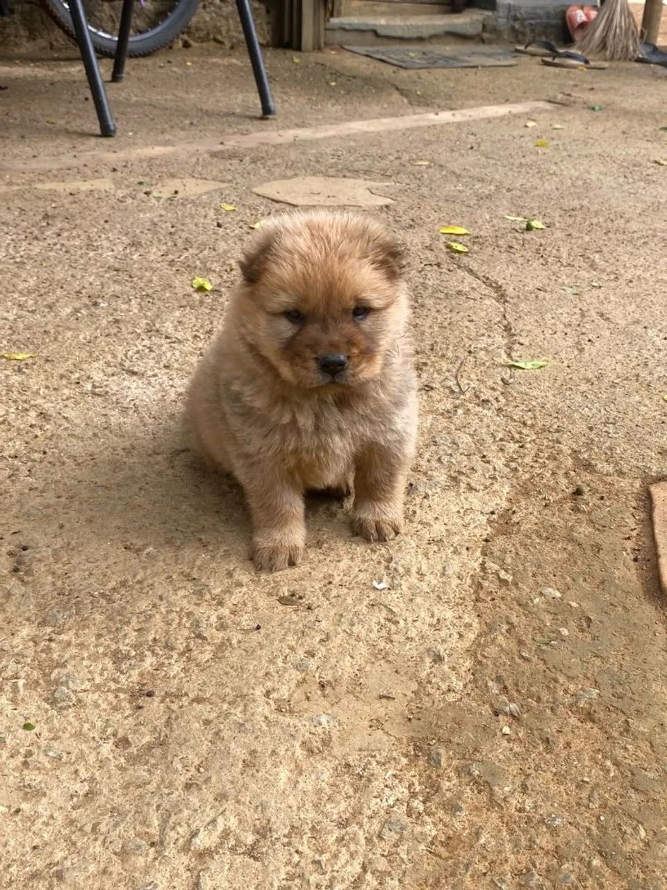 Cachorros chow chow 