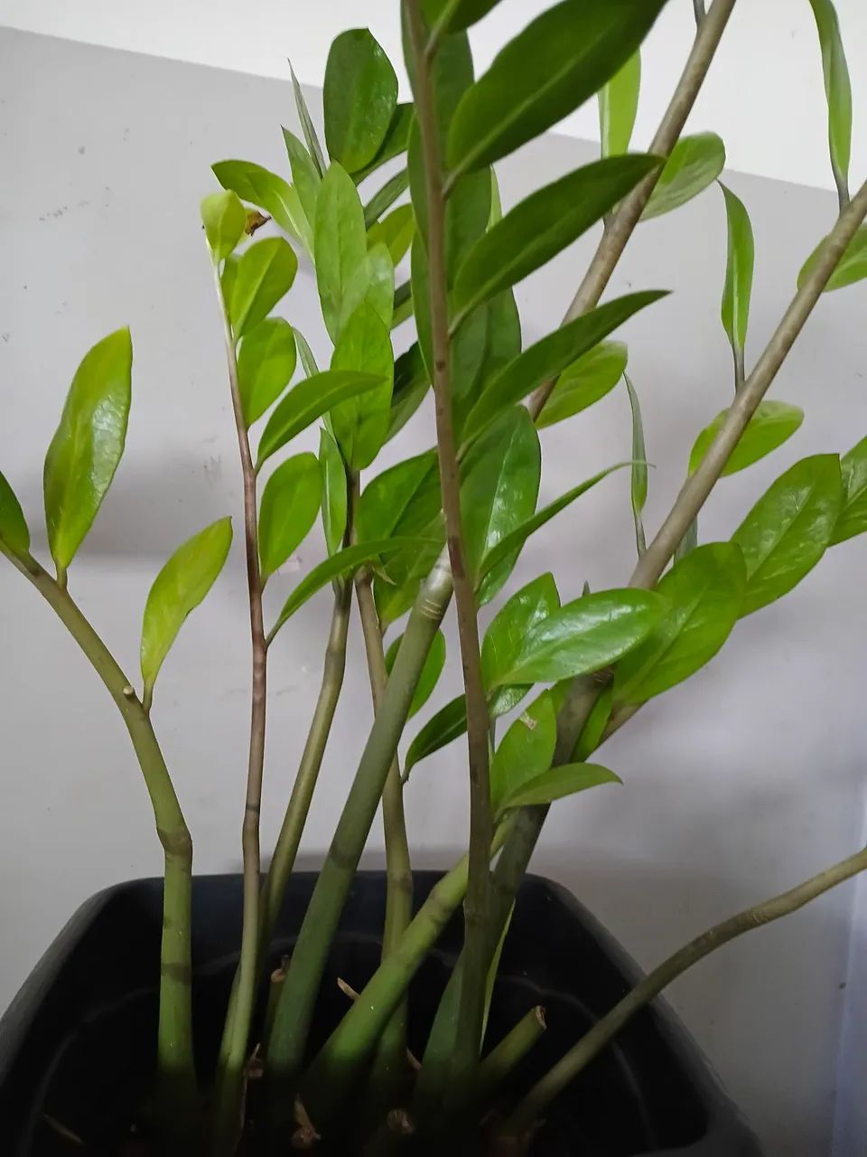 Plantas  - Foto 4