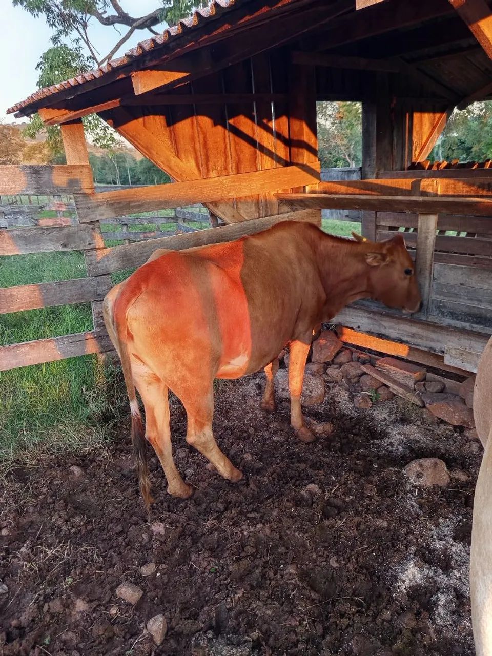 vaca prenha de 7 meses  - Foto 3