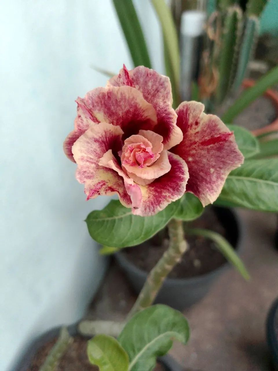 Rosa do Deserto  - Foto 5