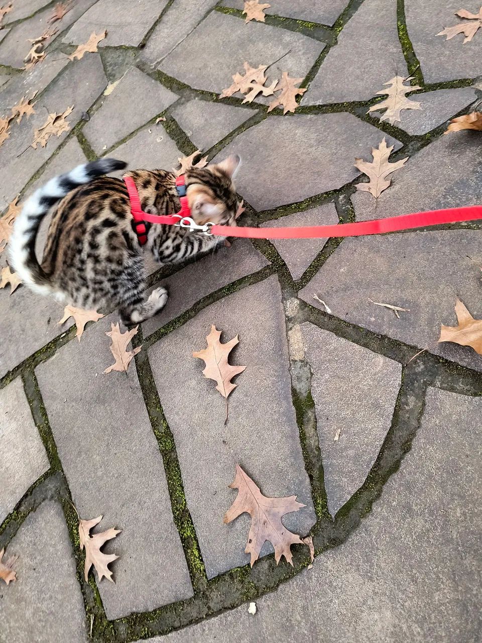 Bengal com PEDIGREE, PURO, pais dele com PEDIGREE 