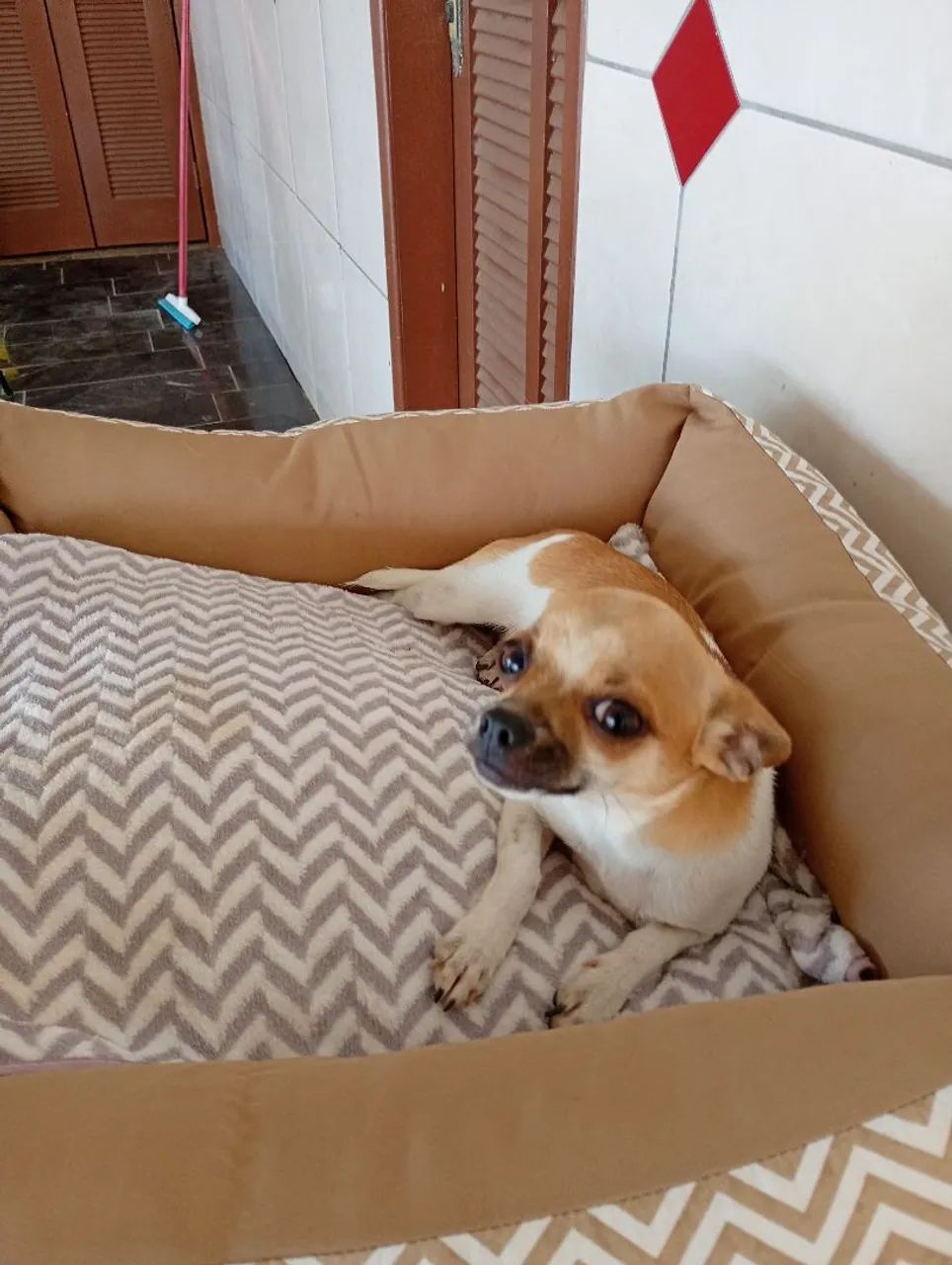 Cachorra  - Foto 2