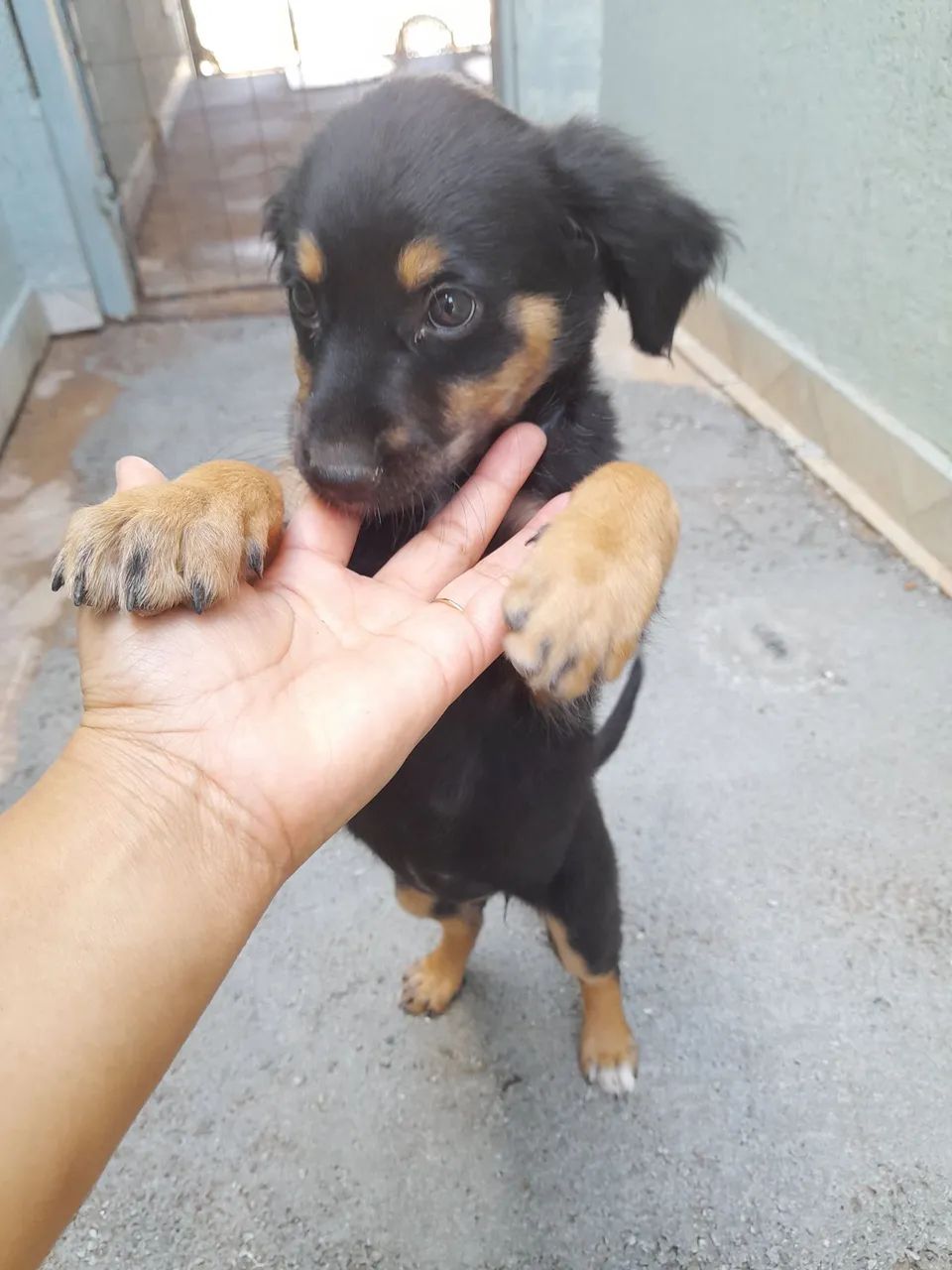 Cachorrinha - Foto 3
