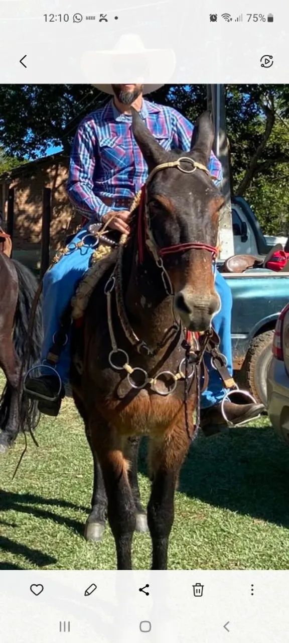 Burro 
