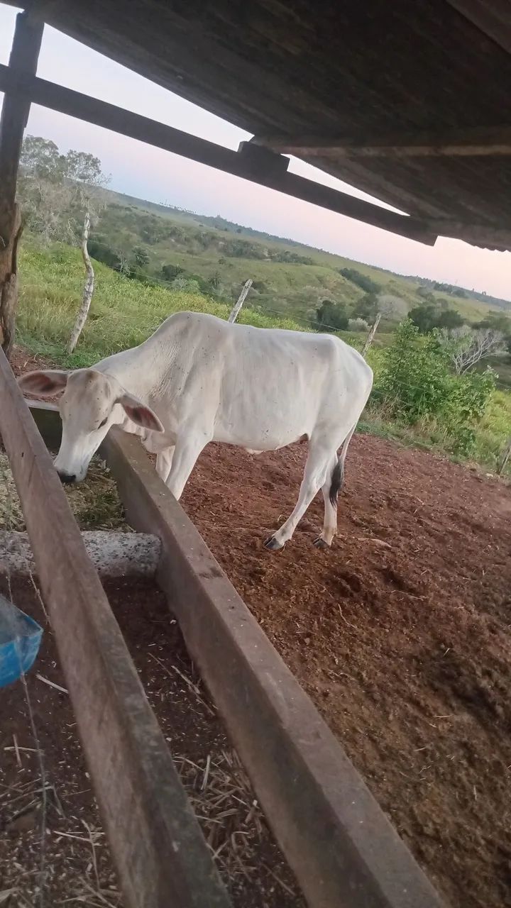 Vendo duas novilhas luxo - Foto 3