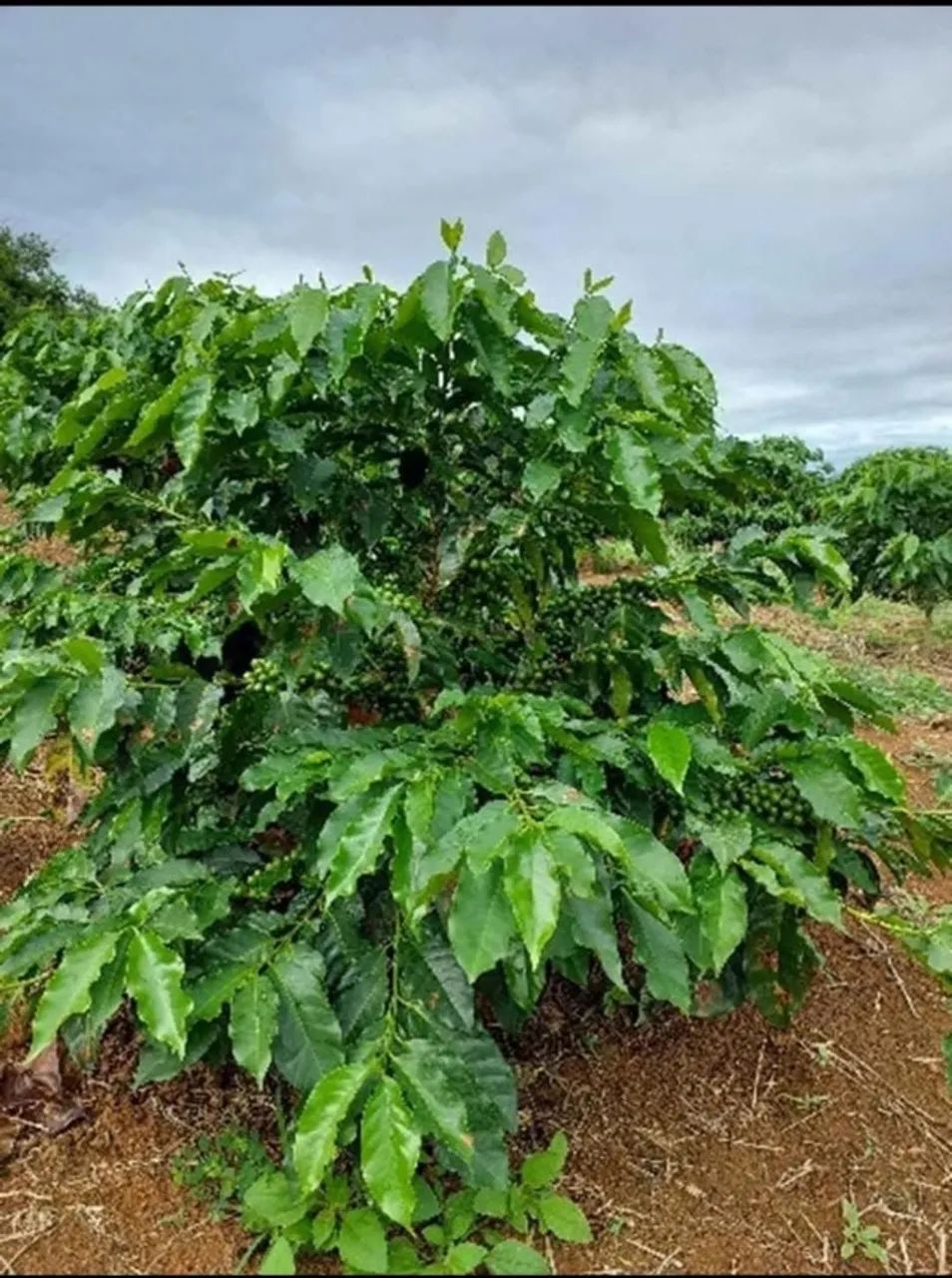 Terreno com café - Foto 4
