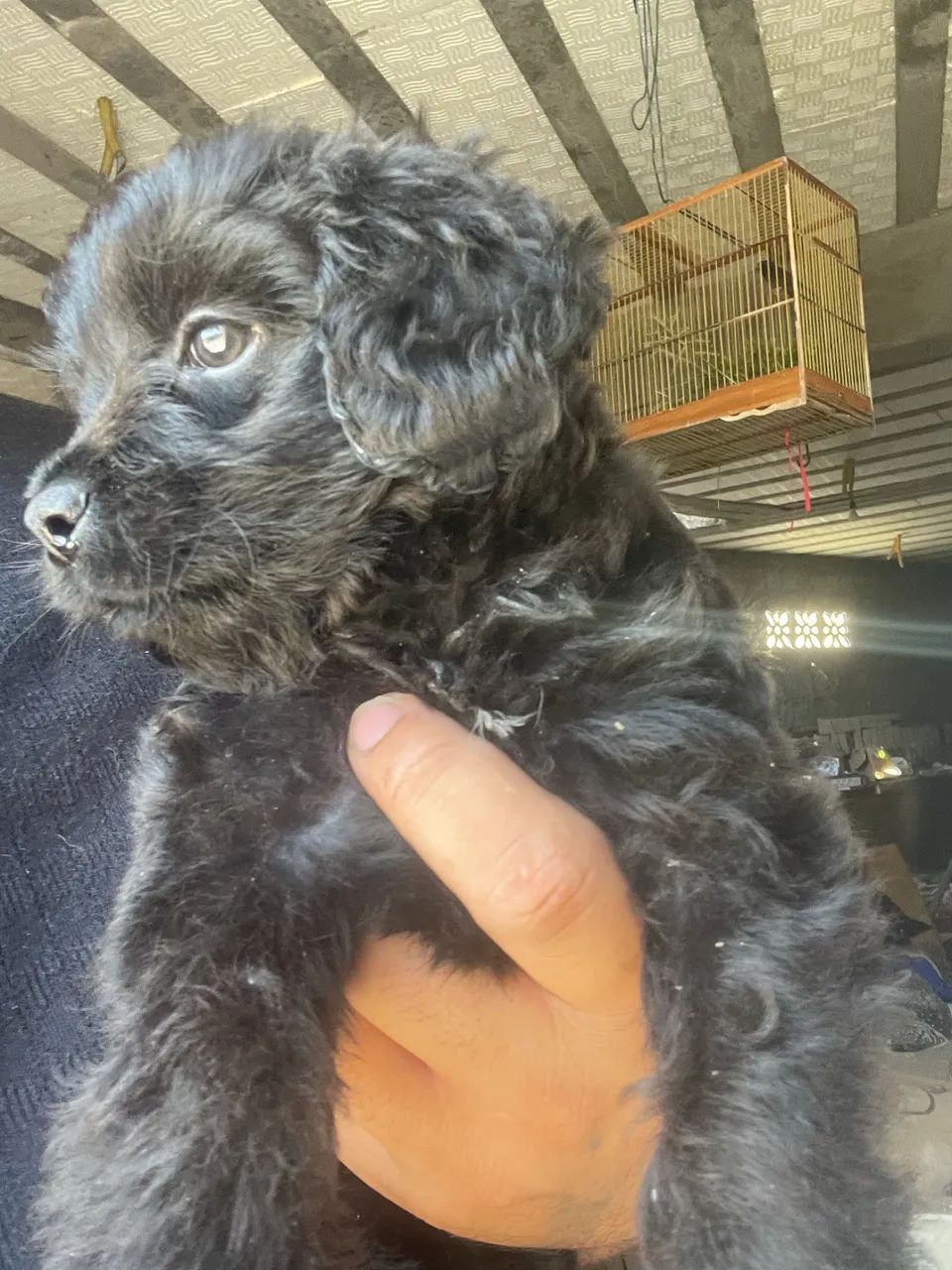 Cachorro poodle toy  - Foto 4