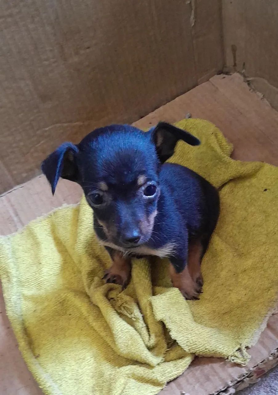Cachorro pinscher número 1  - Foto 2