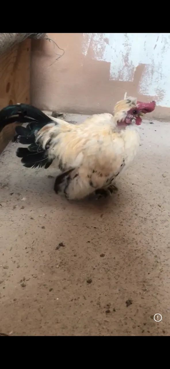 Mini Galinha - Casal Garnizé