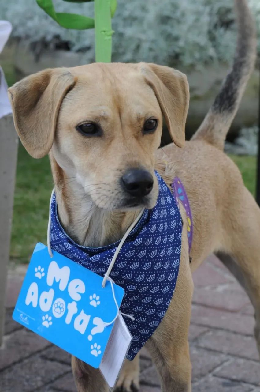 Adoção cachorro - Snoopy  - Foto 2