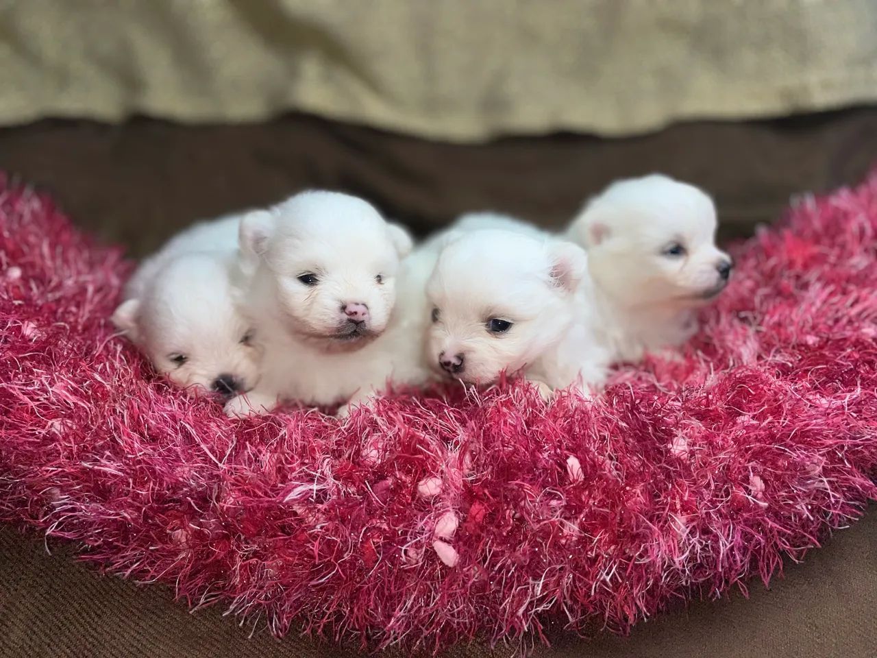 Lulu da Pomerânia fêmeas