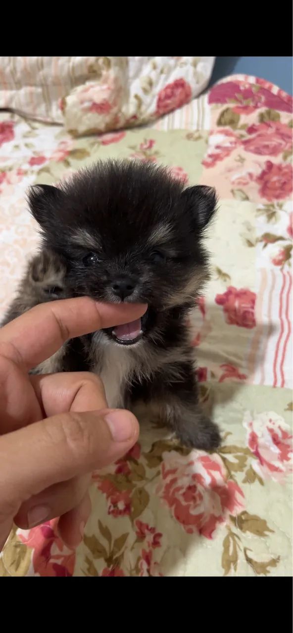 Lulu da Pomerania black and tan 