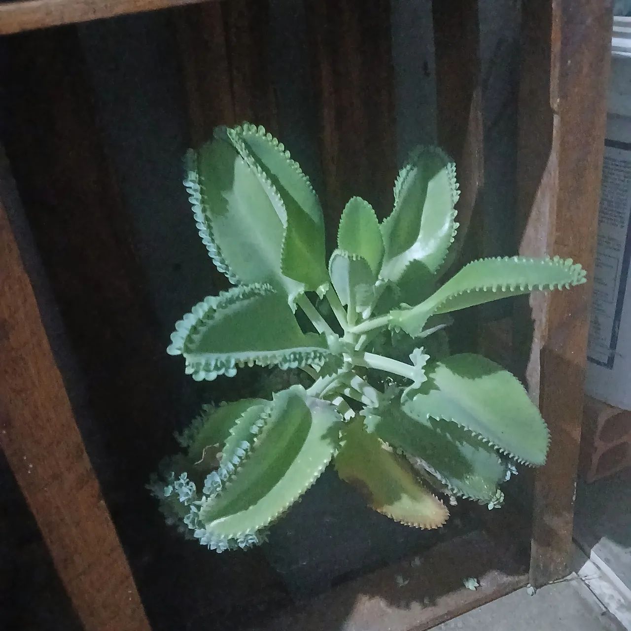 Planta da Fortuna - Foto 2