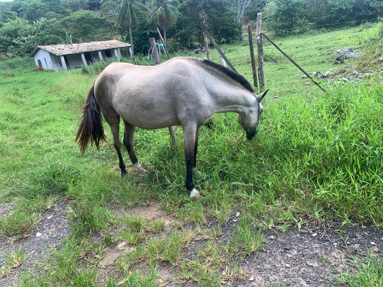 Égua  - Foto 4