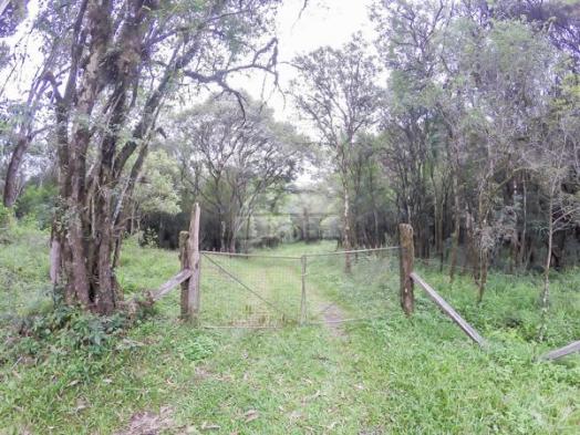 Chácara à venda em Picassinho, Piên cod:136674 - Foto 10