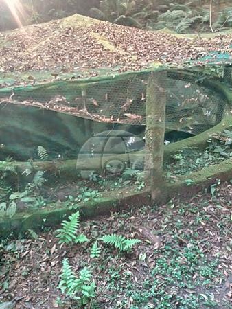 Chácara à venda em Planta laranjeiras, Piraquara cod:136698 - Foto 5