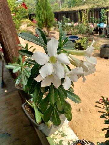 Rosas e sementes do deserto - Foto 4