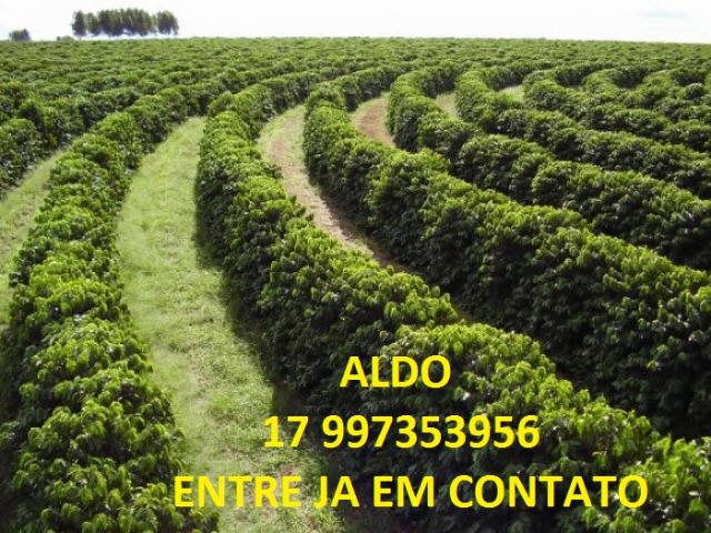 Adubo para café - Liquido - Foto 2