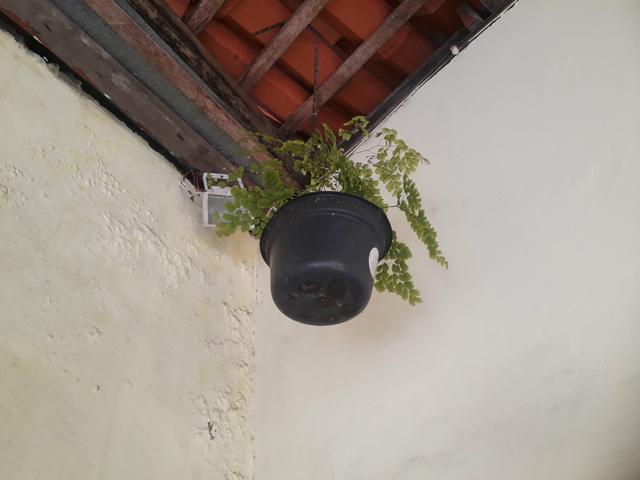 Plantas ornamentais