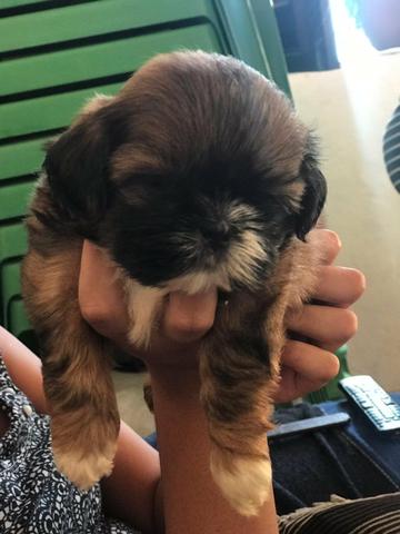 Cachorro